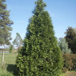 Load image into Gallery viewer, Arborvitae, Green Giant 9' B&B