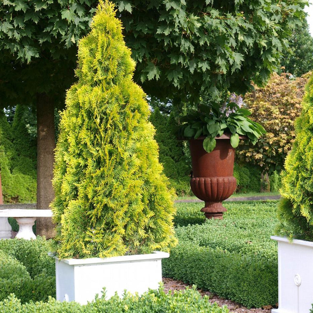 Arborvitae, Janed Gold #5 – Greenwood Creek Nursery