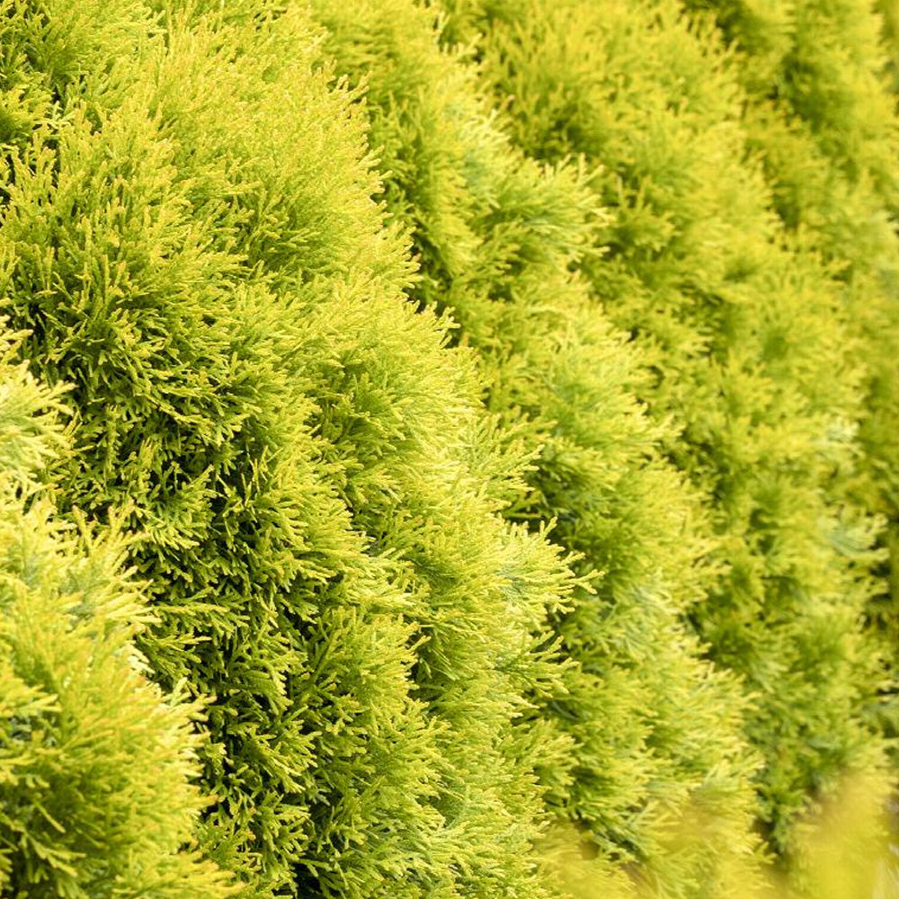 thuja janed gold Arborvitae, Janed Gold #5 – Greenwood Creek Nursery