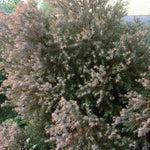 Load image into Gallery viewer, Arborvitae, Rheingold #1