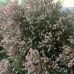 Load image into Gallery viewer, Arborvitae, Rheingold #3