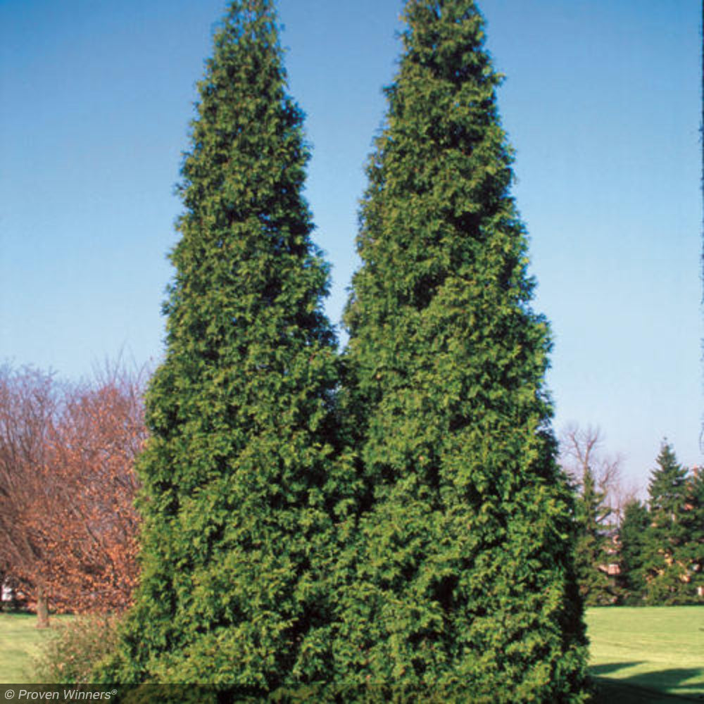 Thuja Green Giant  Greenwood Nursery