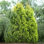 Load image into Gallery viewer, Arborvitae, Yellow Ribbon #15