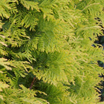 Load image into Gallery viewer, Arborvitae, Yellow Ribbon #15
