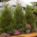 Load image into Gallery viewer, Arborvitae, Tight Squeeze #5