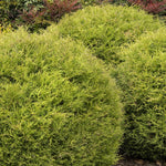 Load image into Gallery viewer, Arborvitae, Mr Bowling Ball #2
