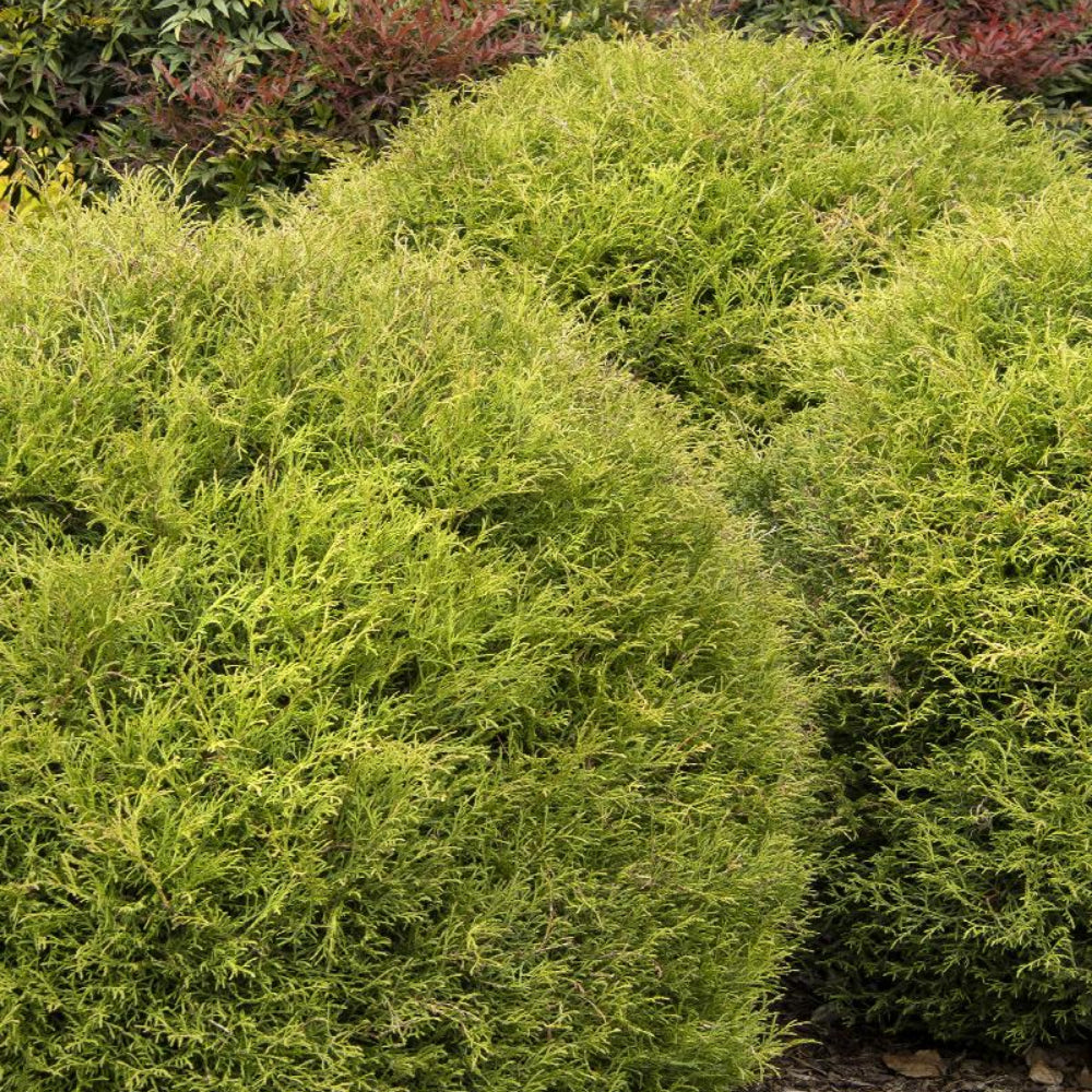 Arborvitae, Mr Bowling Ball #2