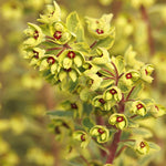 Load image into Gallery viewer, Wood Spurge, Ascot Rainbow Qt