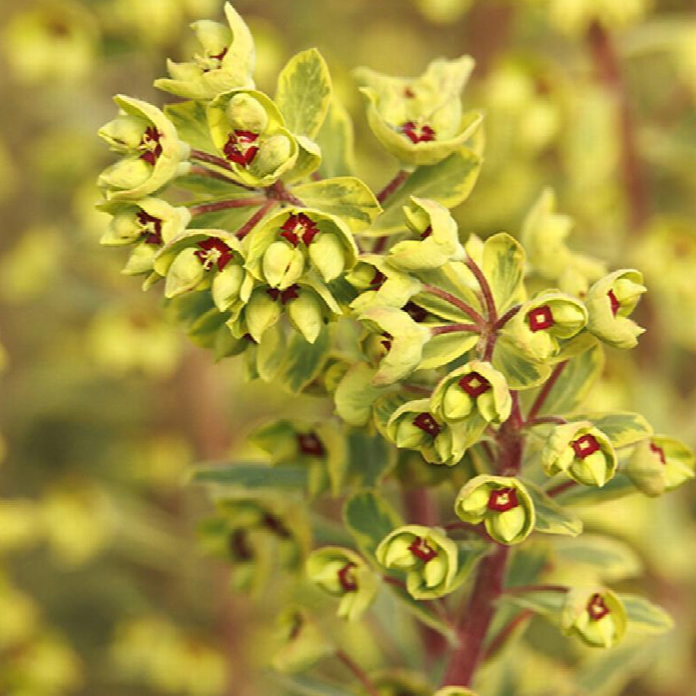 Wood Spurge, Ascot Rainbow Qt – Greenwood Creek Nursery
