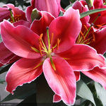Load image into Gallery viewer, Asiatic Lily, Sunny Keys #1