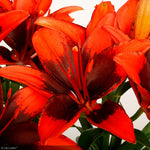 Load image into Gallery viewer, Asiatic Lily, Tiny Ink #1