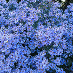 Load image into Gallery viewer, Aster, Bluebird #1