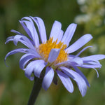Load image into Gallery viewer, Aster, Bluebird #1