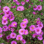 Load image into Gallery viewer, Aster, Kickin Carmine Red #2