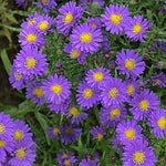 Load image into Gallery viewer, Aster, Kickin Purple #2