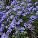 Load image into Gallery viewer, Aster, October Skies #1