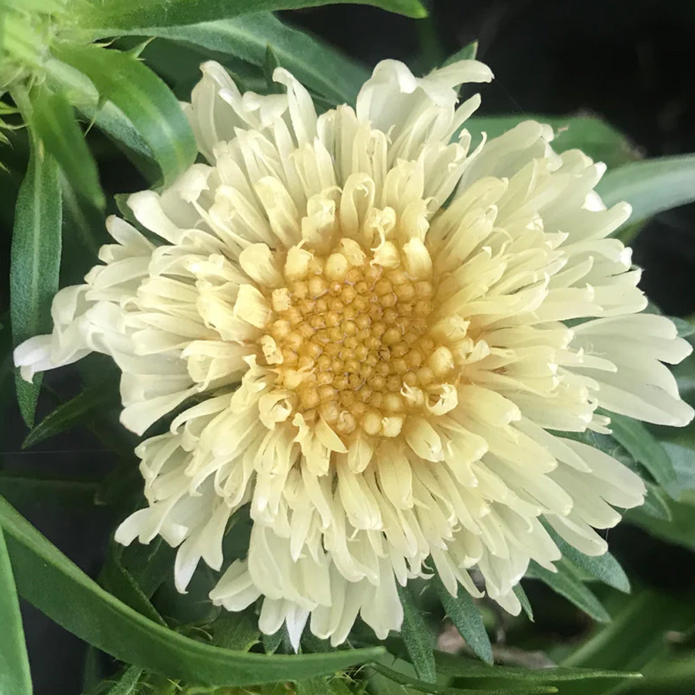 Aster, Stokes Mary Gregory #1 – Greenwood Creek Nursery