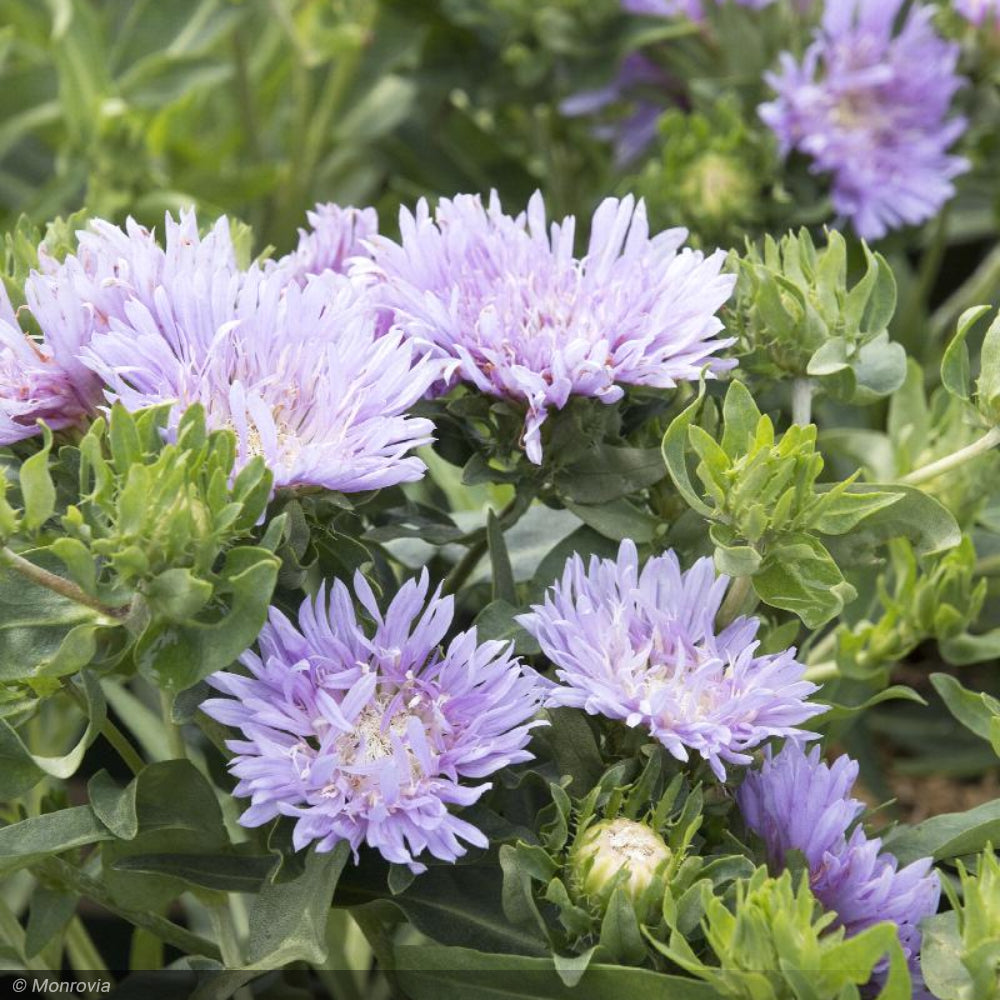 Aster, Stokes Blue Danube #1