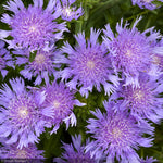 Load image into Gallery viewer, Aster, Totally Stoked Riptide #1