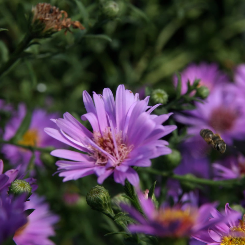 Aster, Wood's Purple #1
