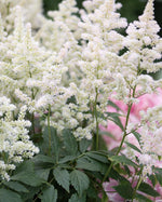 Load image into Gallery viewer, Astilbe, Visions in White Delight #1