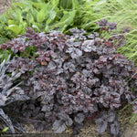 Load image into Gallery viewer, Astilbe, Dark Side of the Moon #2