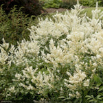 Load image into Gallery viewer, Astilbe, Deutschland #2