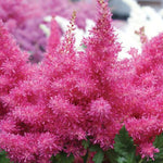 Load image into Gallery viewer, Astilbe, Drum & Bass #1