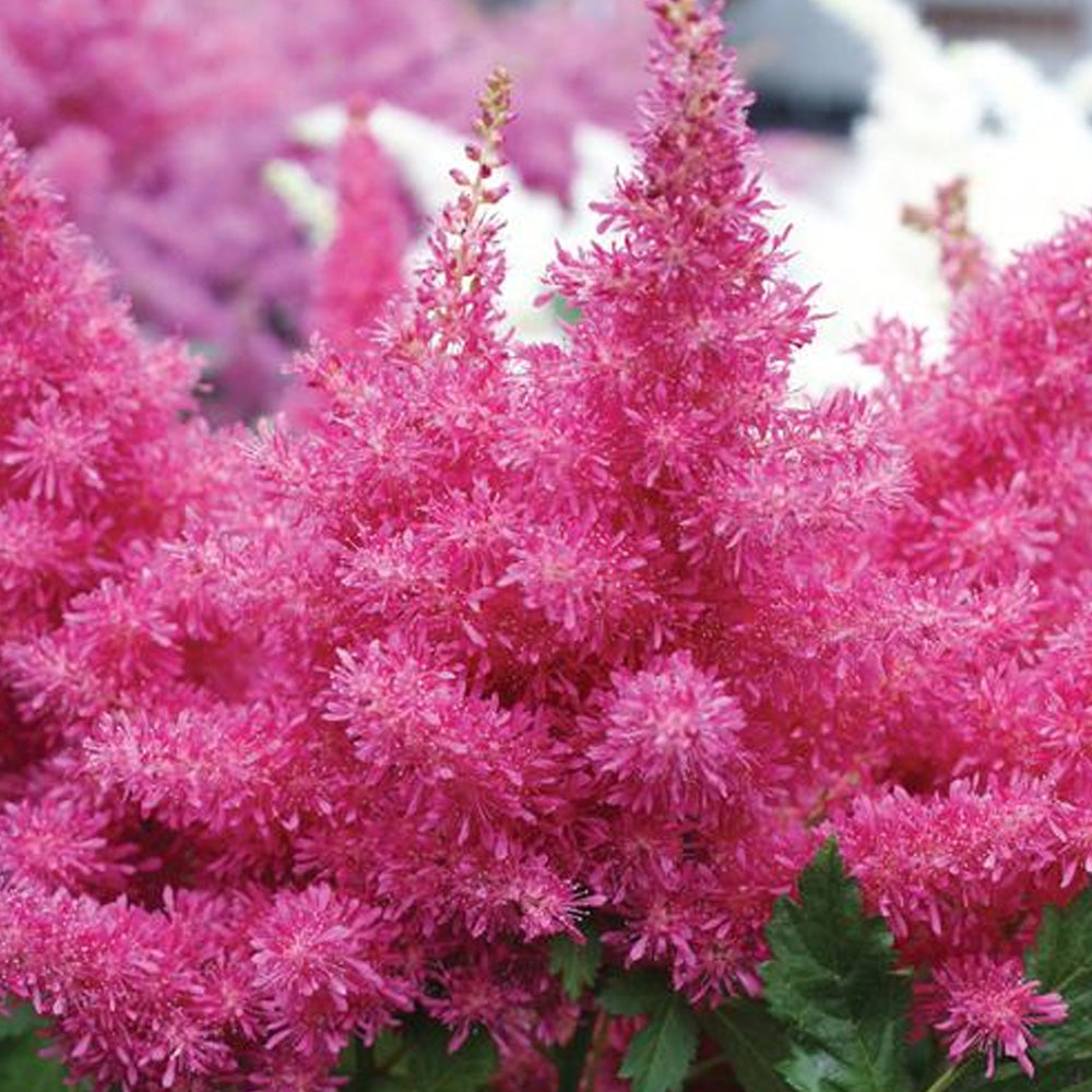 Astilbe, Drum & Bass #1