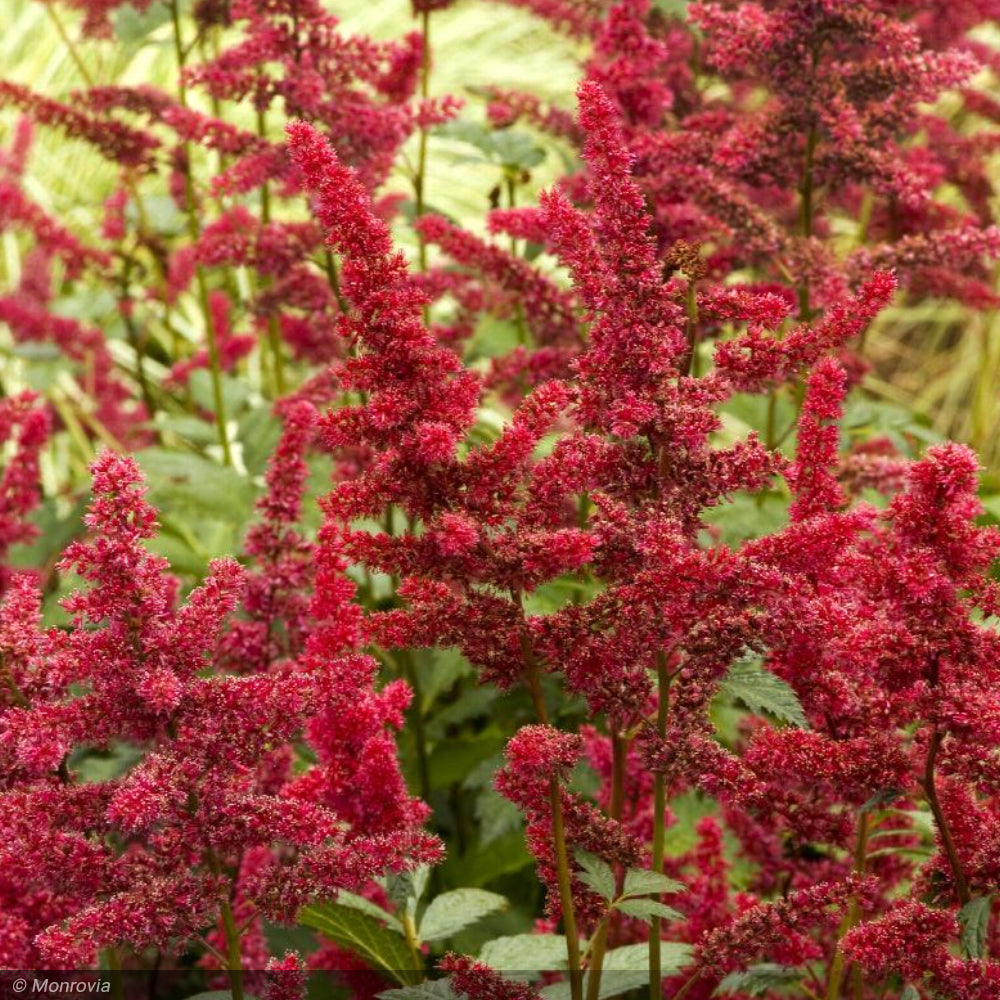Astilbe, Fanal #1