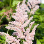 Load image into Gallery viewer, Astilbe, Peach Blossom #1