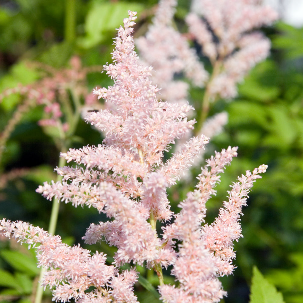 Astilbe, Peach Blossom #1