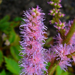 Load image into Gallery viewer, Astilbe, Pumila #1