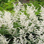 Load image into Gallery viewer, Astilbe, Snowdrift #1
