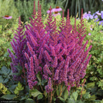 Load image into Gallery viewer, Astilbe, Visions #1