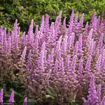 Load image into Gallery viewer, Astilbe, Visions in Pink #2