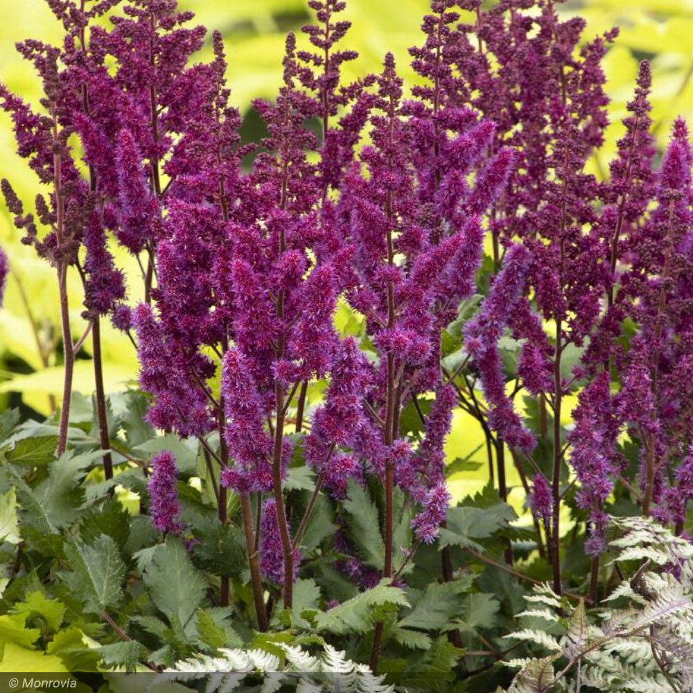 Astilbe, Visions in Red #1