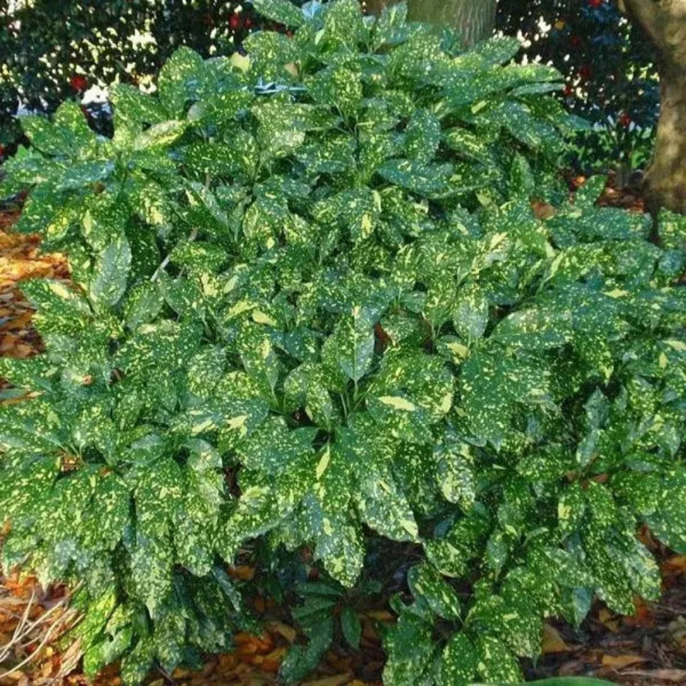 aucuba indoor plant Aucuba, Gold Dust #3 – Greenwood Creek Nursery