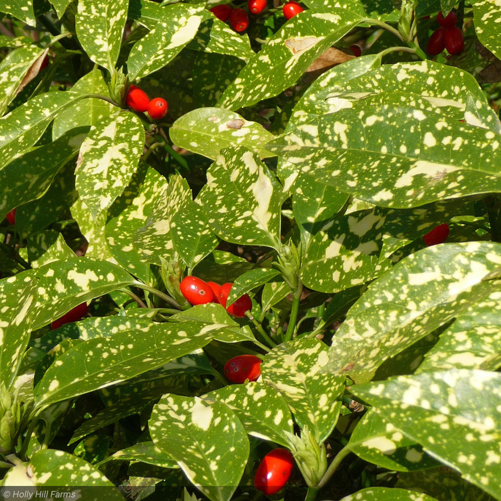 Aucuba, Variegata #3 – Greenwood Creek Nursery