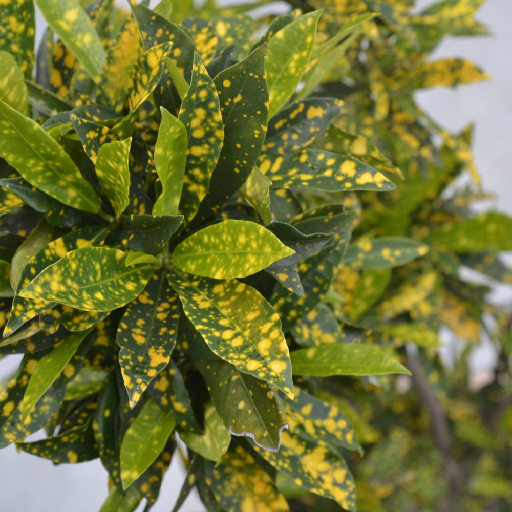aucuba j variegata Aucuba, Variegata #3 – Greenwood Creek Nursery