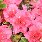 Load image into Gallery viewer, Azalea, Perfecto Mundo Epic Coral #3