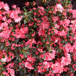 Load image into Gallery viewer, Azalea, Blaauw's Pink #3