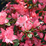 Load image into Gallery viewer, Azalea, Blaauw's Pink #3