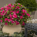 Load image into Gallery viewer, Azalea, Double Shot Watermelon #2