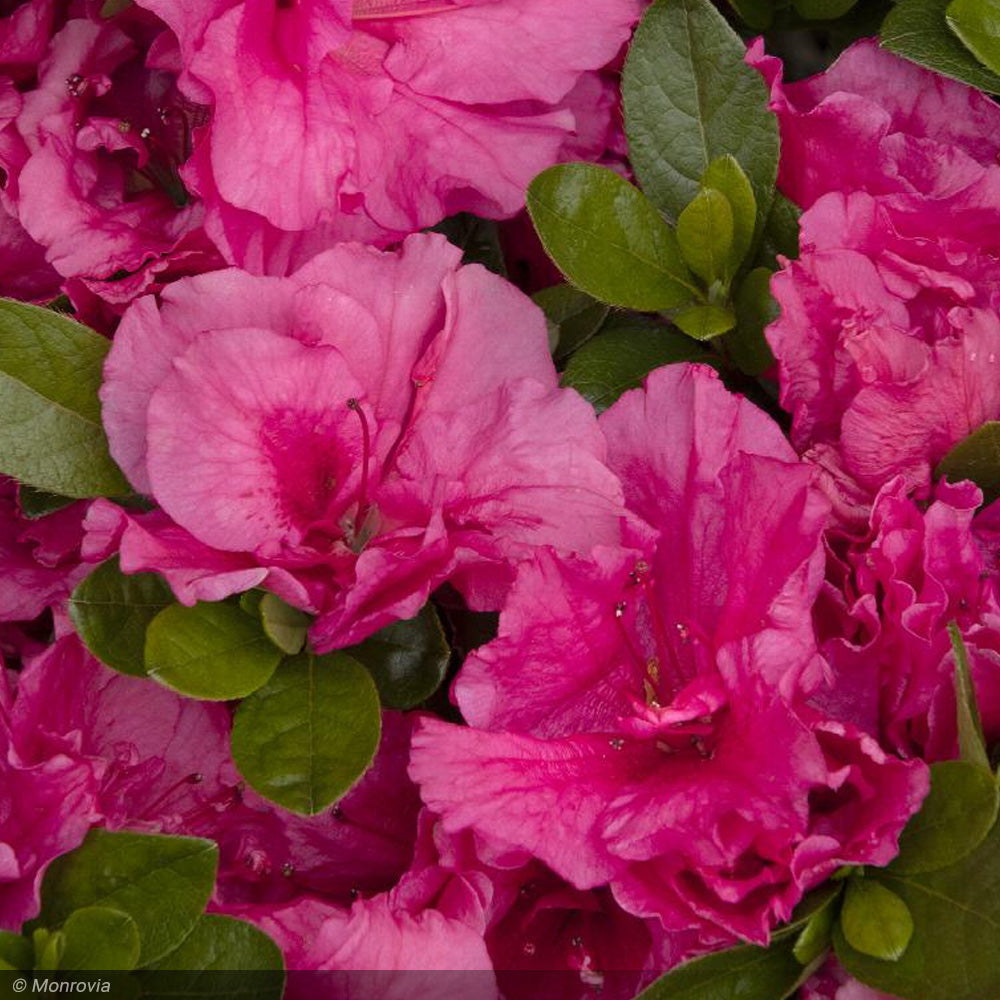 Azalea, Double Shot Watermelon #2