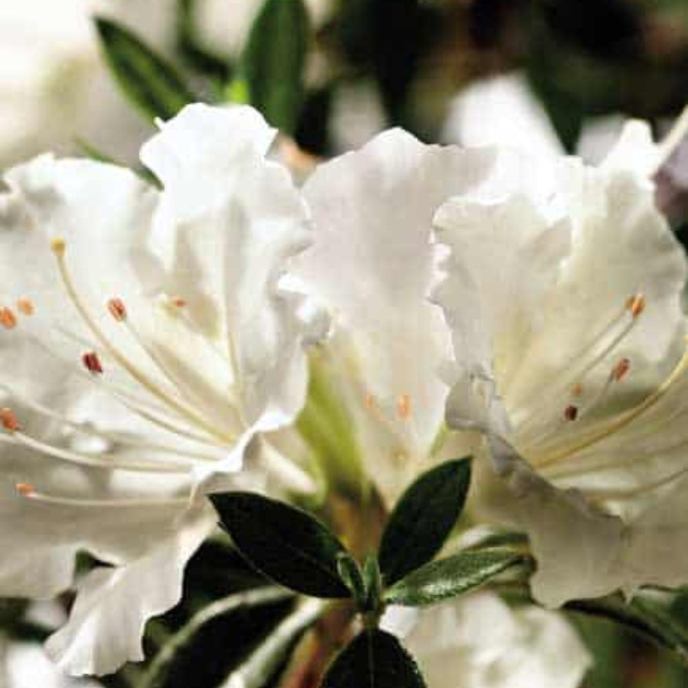 Azalea, Encore Autumn Angel #3