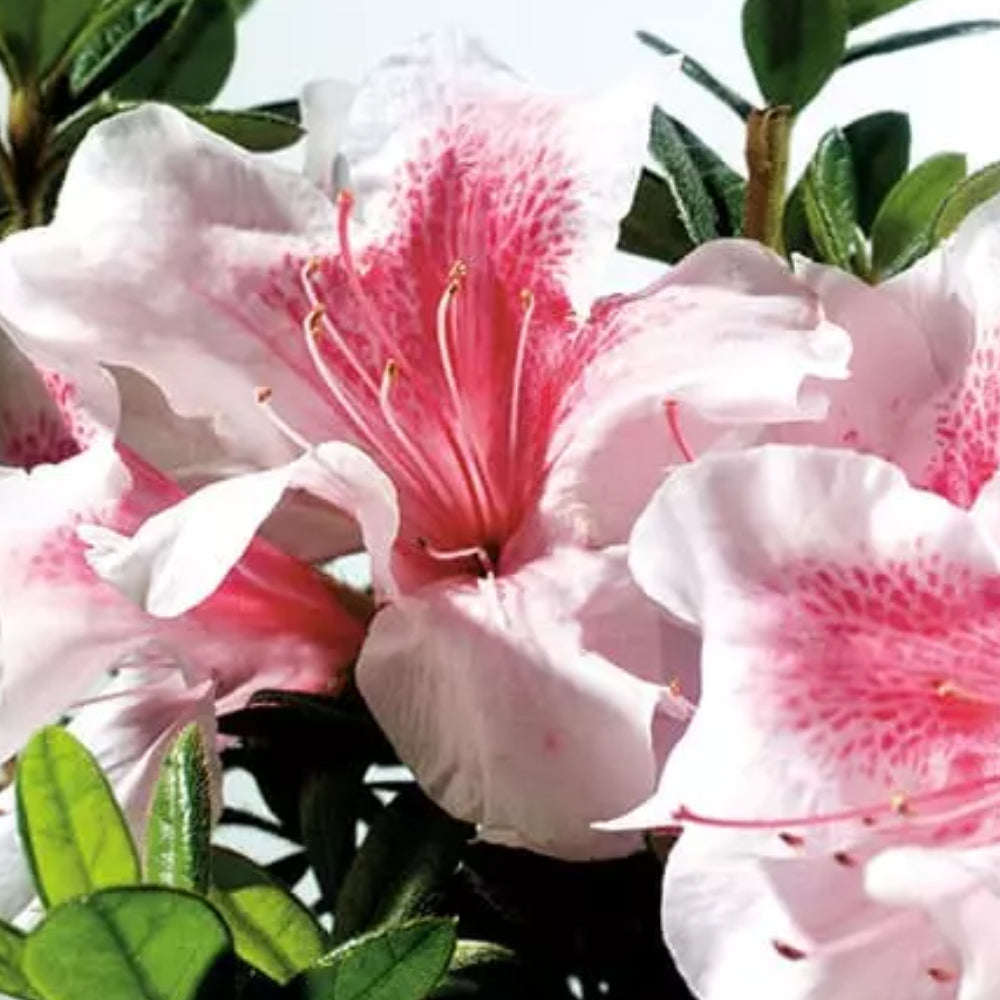 Azalea, Encore Autumn Chiffon #3