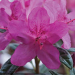 Load image into Gallery viewer, Azalea, Encore Autumn Amethyst #3
