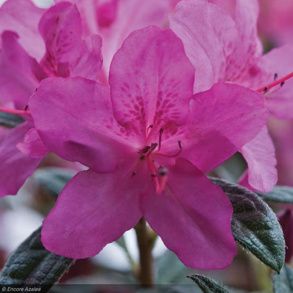 Azalea, Encore Autumn Amethyst #3