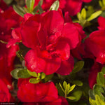 Load image into Gallery viewer, Azalea, Encore Autumn Bonfire #3